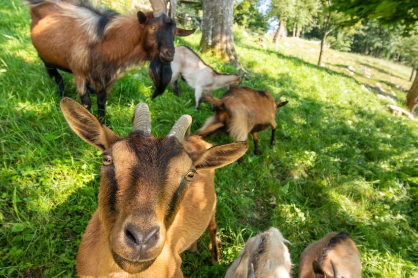 Nature Hideaway Holiday Homes with Sauna - Two Bedroom Holiday Home (owner Liza) - foto 24