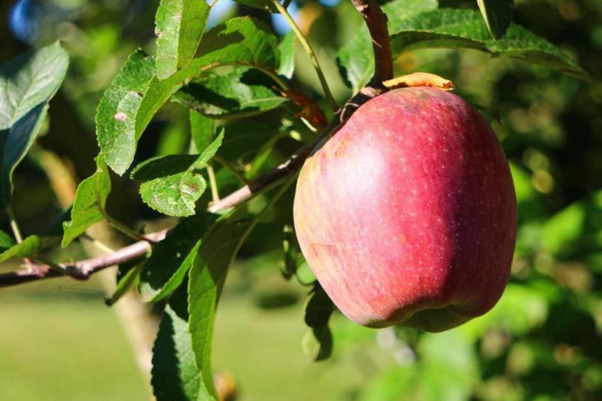 in Cascina mit privatem Parkplatz - foto 30