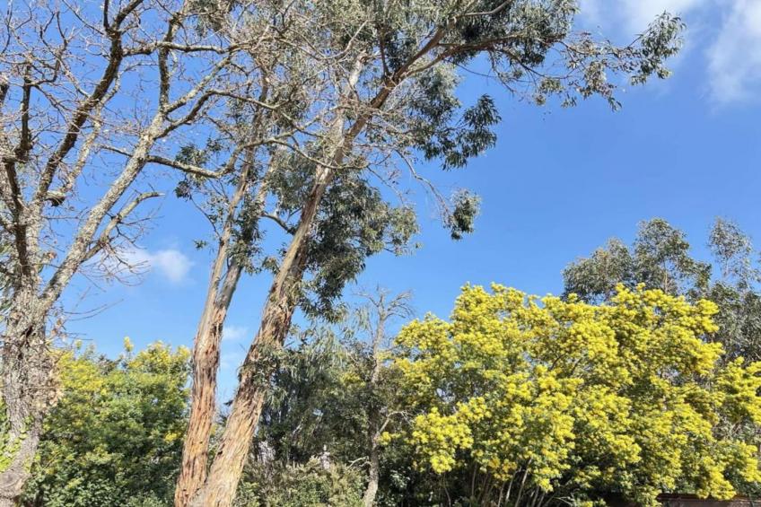 La Palmeraie - foto 32