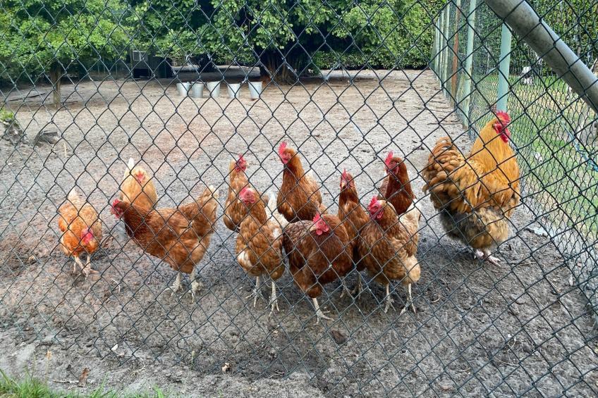 Pipowagen de Weideblick - foto 36