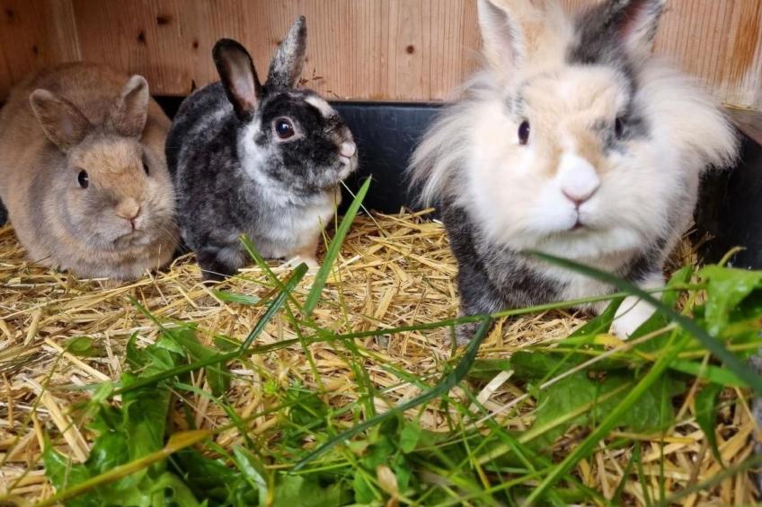 Bio-Hof Brudersrüti - foto 16