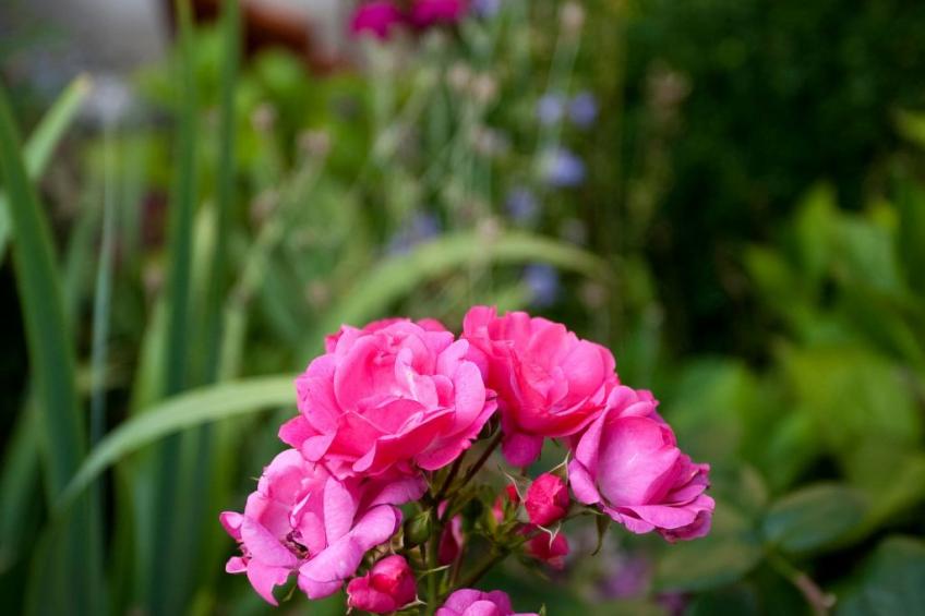 Fewo Ginkgo - foto 17