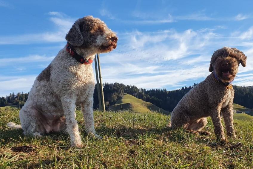 Ober-Tiefenbühl - foto 28