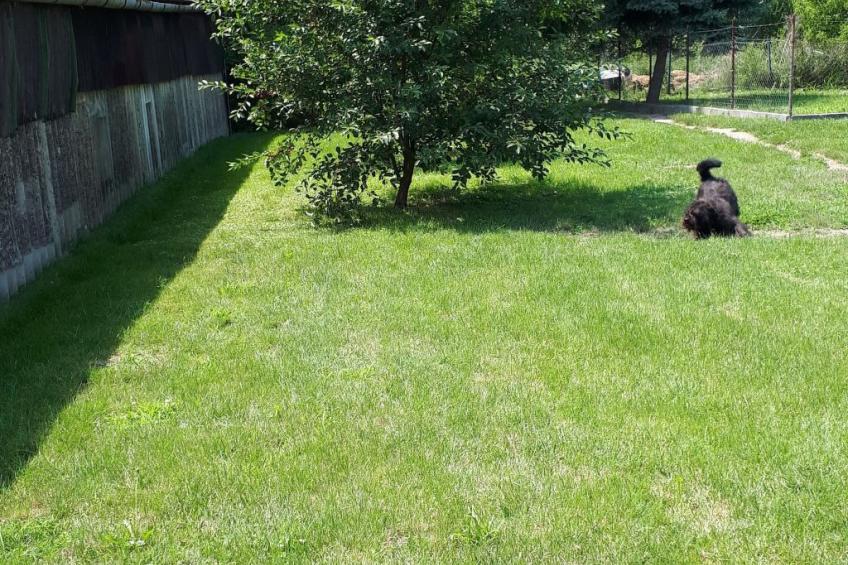 "Ferienhaus Frits" - foto 4