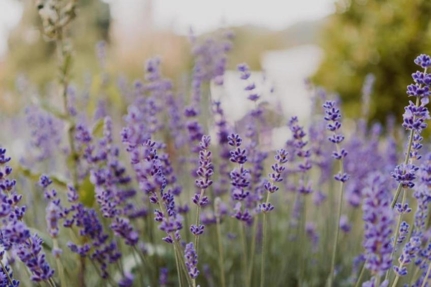 Resort Echternacherbrück 2 - foto 22