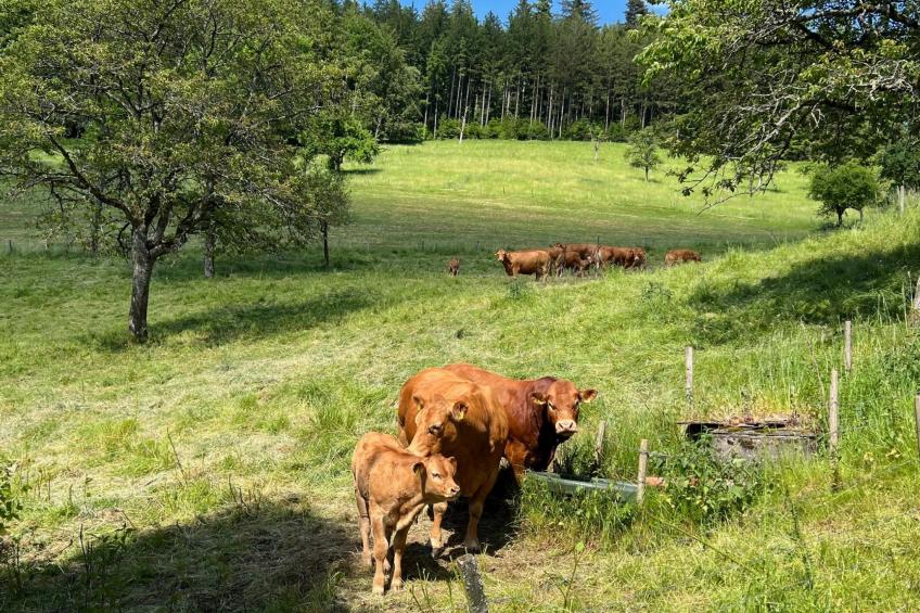 FeWo mit Whirlpool und Infrarotsauna - foto 24