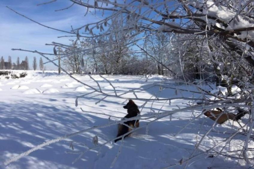 Villa Carpaneto - foto 36