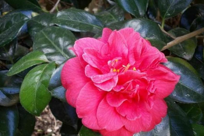 Komforthaus mit Traumgarten und Meerblick - foto 31