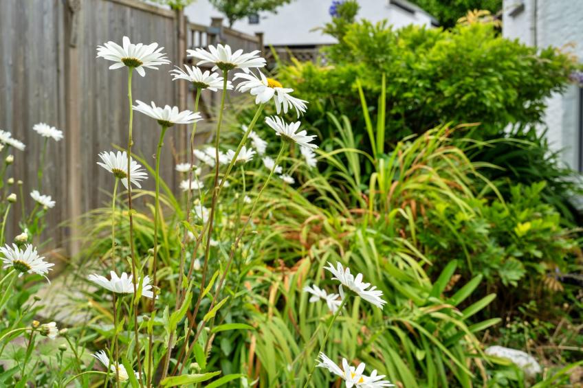 Porth Cottage - foto 27