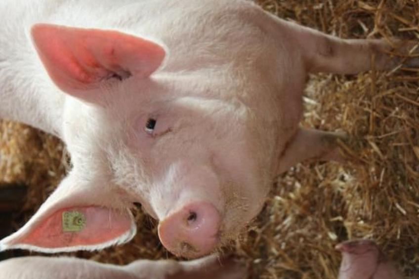 Leinacherhof - foto 15