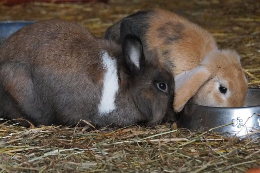 64180 - foto 31