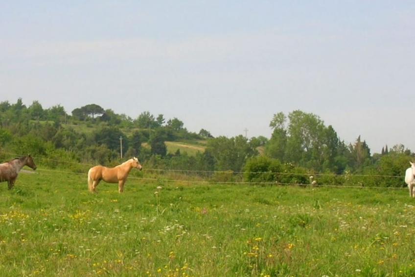Wohnung Grecale in Castellina Marittima - foto 24