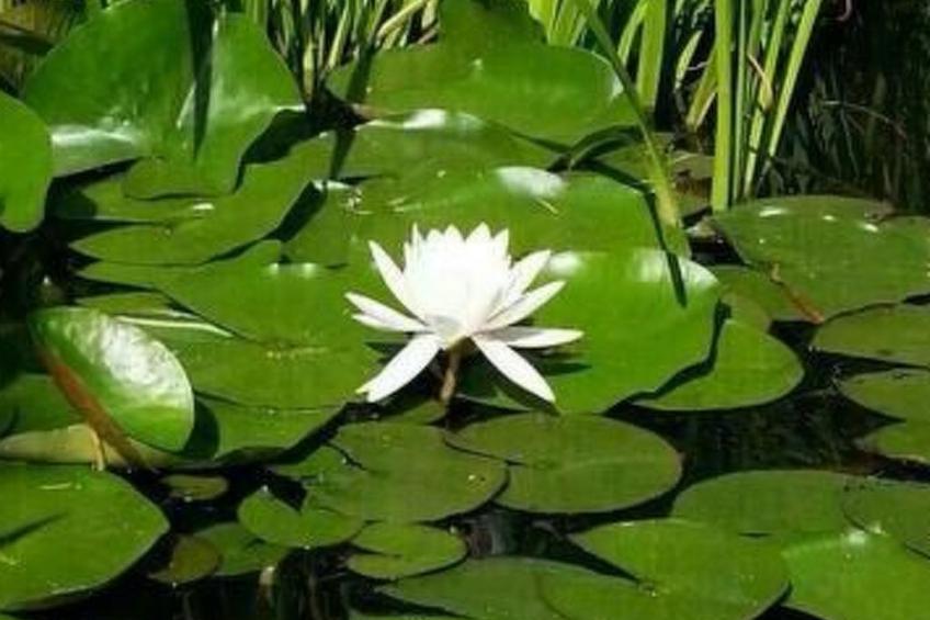 Elbe-Ilenpool -In Ruhe entspannen - foto 23