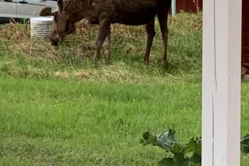 Zu vermieten in der Nähe von Jokkmokk - foto 19