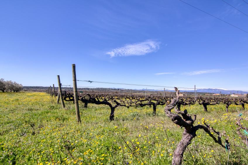 Ca l'Andreu - foto 62