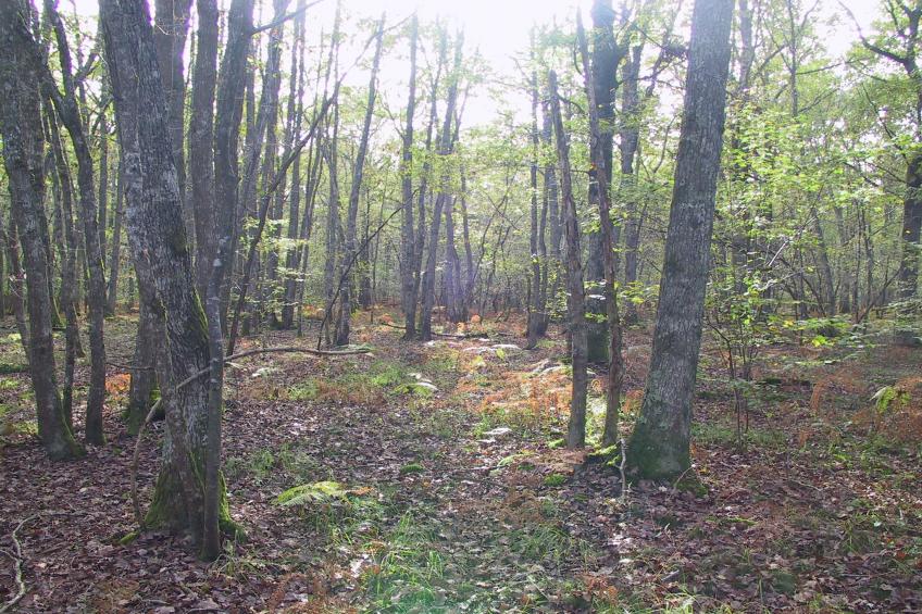 Gite 7 pers Decize - foto 35