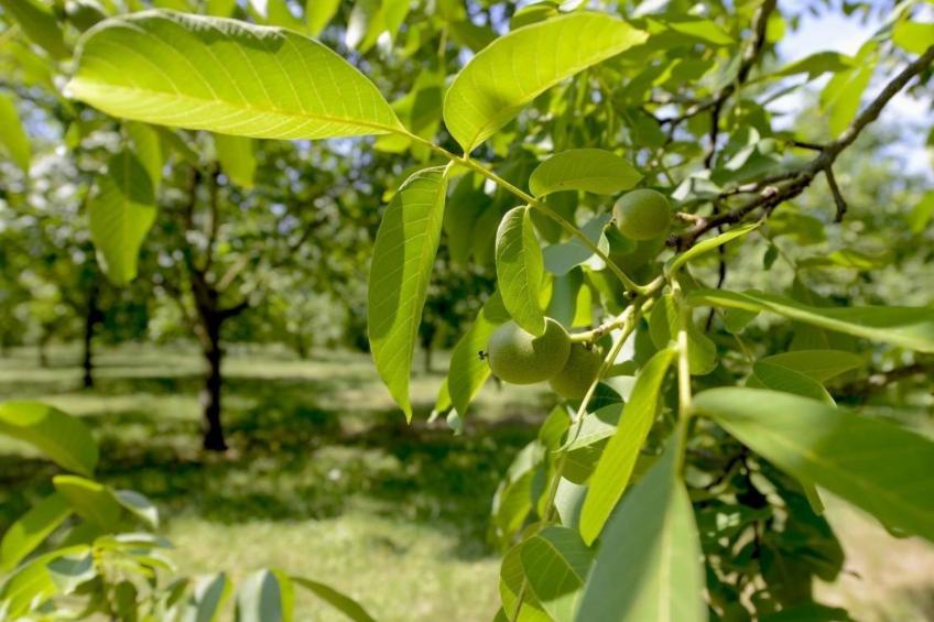 Villa DUXCAAR Beaum. - foto 41