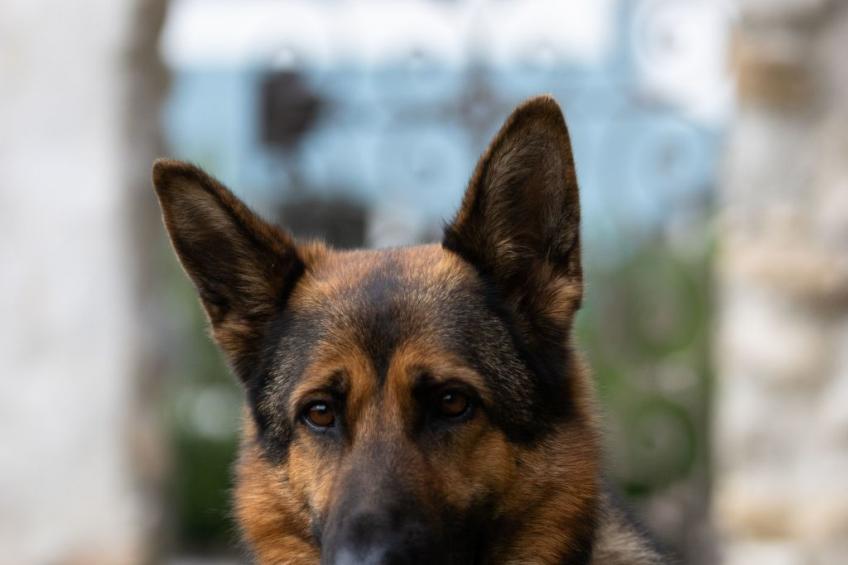 Chateau-Studio Bleu - foto 15