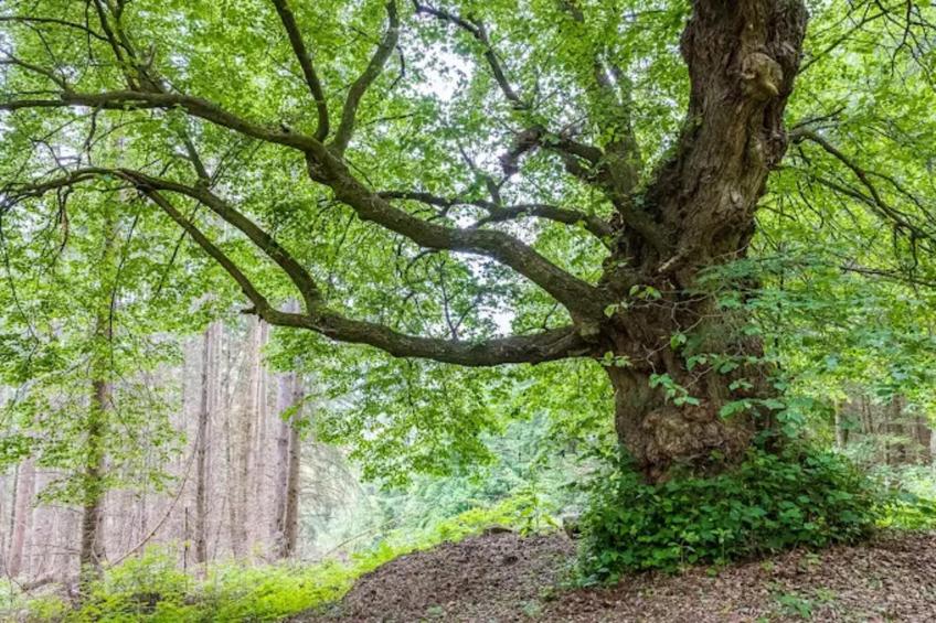 Am Ferienhof - foto 29