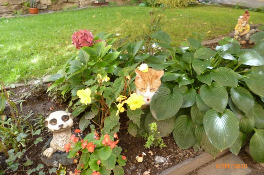 im Vierseitenhof - foto 17