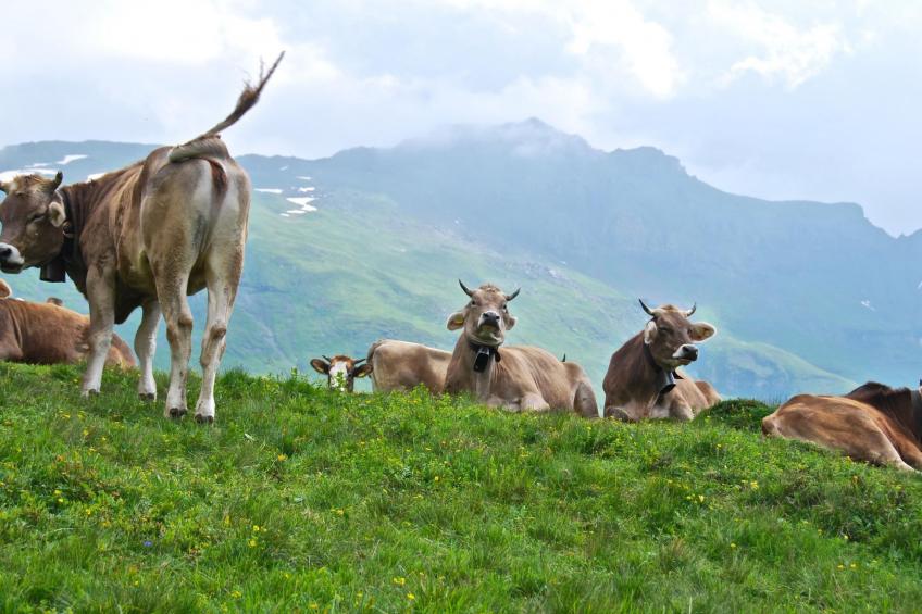 Schaad 4-Bett-Wohnung - foto 7