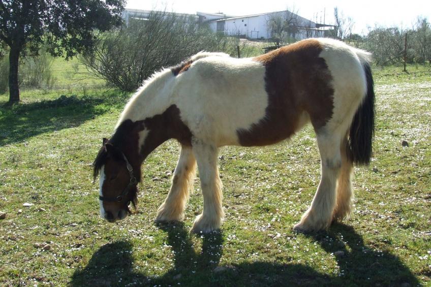 Finca El Chorrillo Studio - foto 30