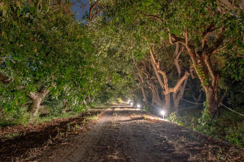 Avocado Garten - foto 43