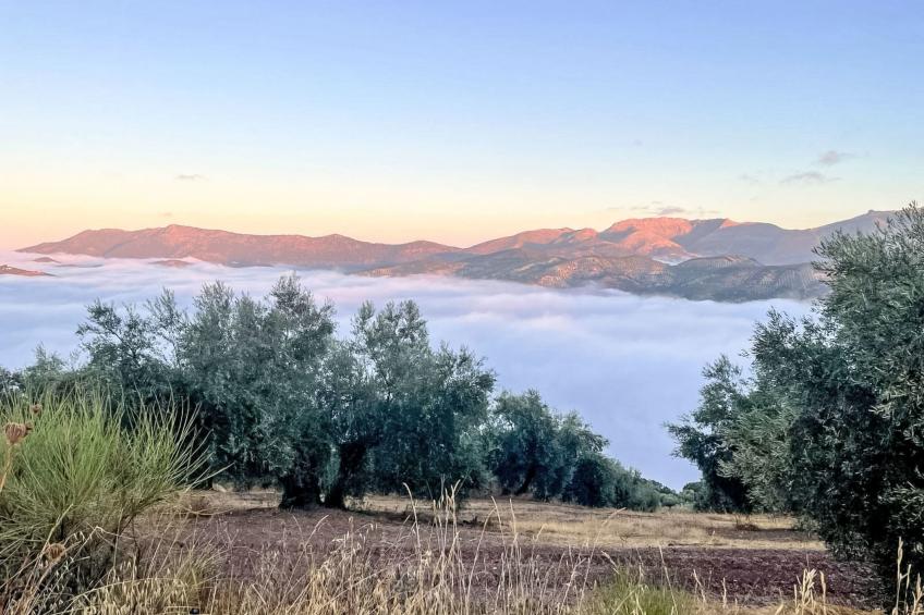 Finca "Casa Vieja" mit Bergblick - foto 25