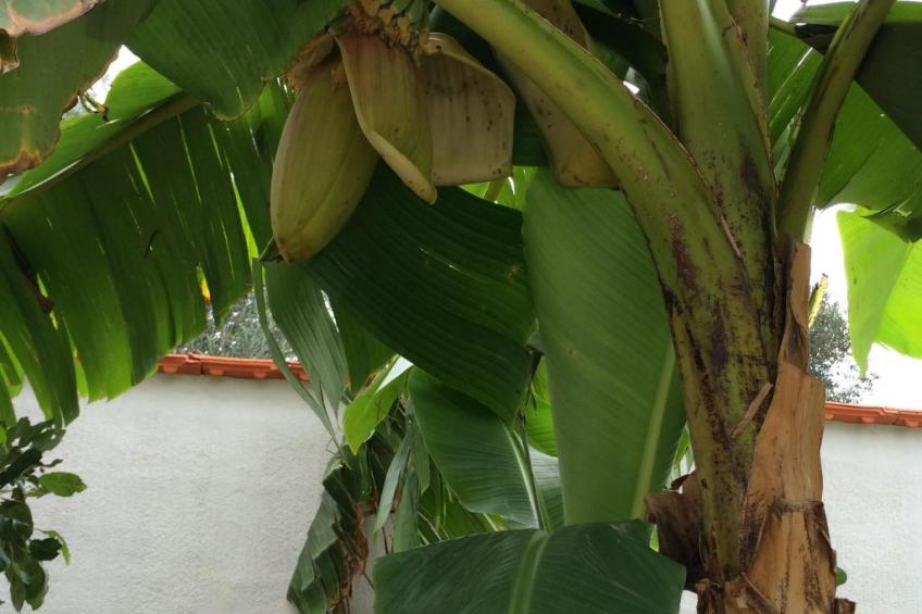 Modernes Ferienhaus in Dobropoljana mit Terrasse, Garten und Grill - foto 31