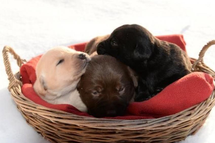 Schwarzenbachhof - foto 10