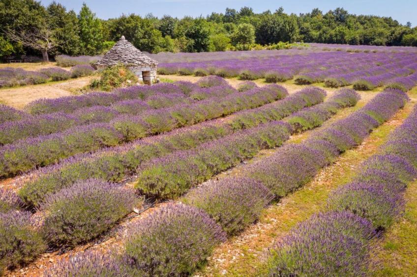 Wohnung "Wohnung Sterna mit Pool" - foto 64