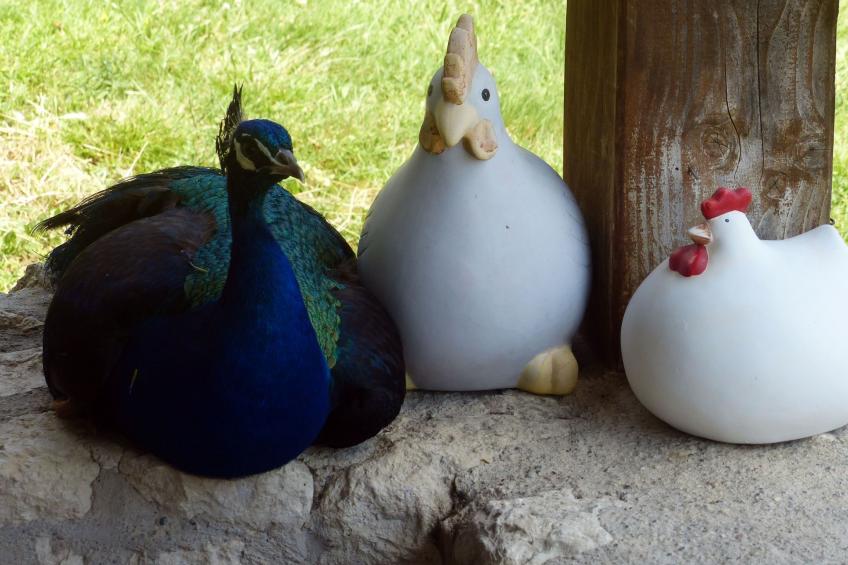 La Ferme des Paons - foto 20