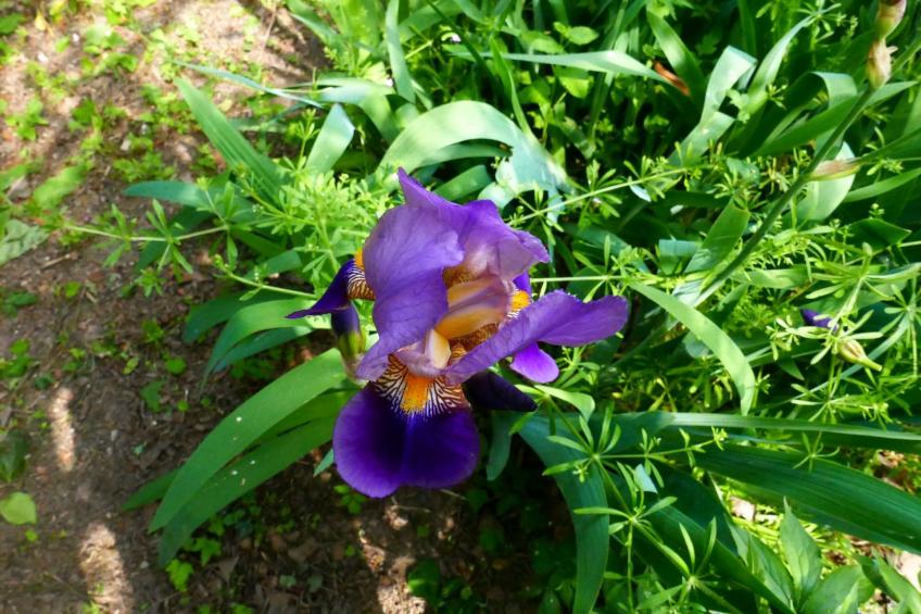 2ed-Face Vosges,im Süden,Herz Weinberg,Ruhig,WiFi - foto 22