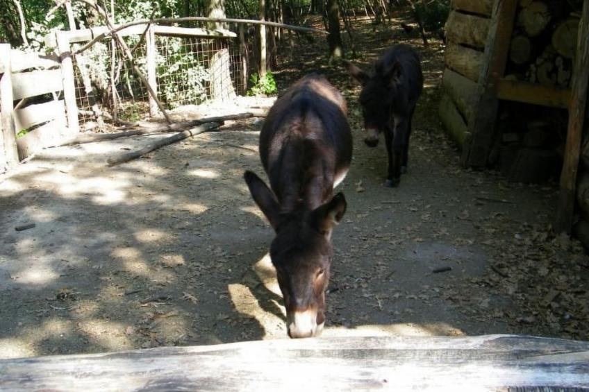 Wohnung 'Mercedes' mit Schwimmbad - foto 42