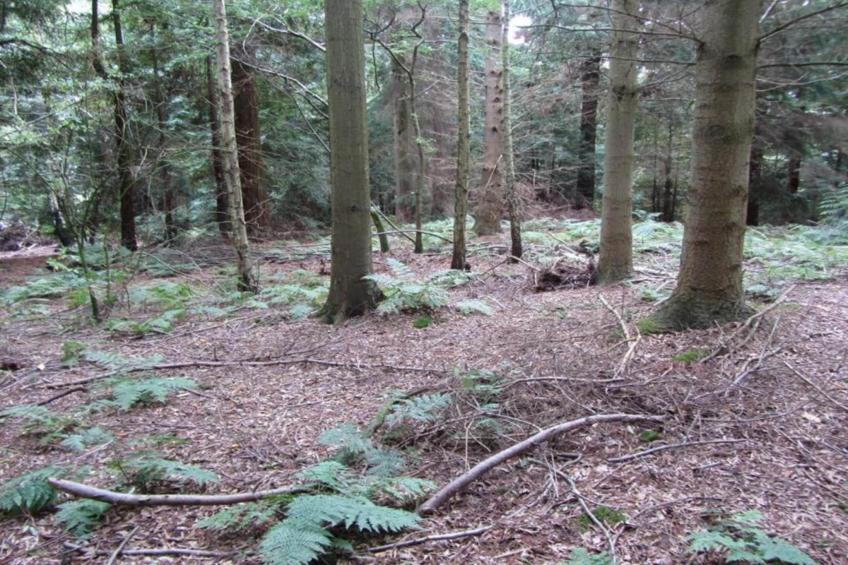 Shrawardine Train Carriage - foto 32