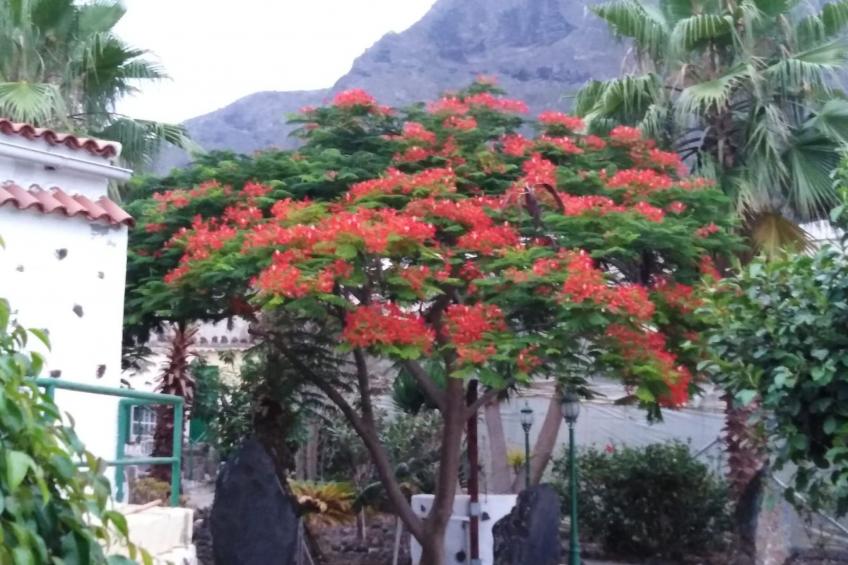 Haus El Cardón B2 - foto 17