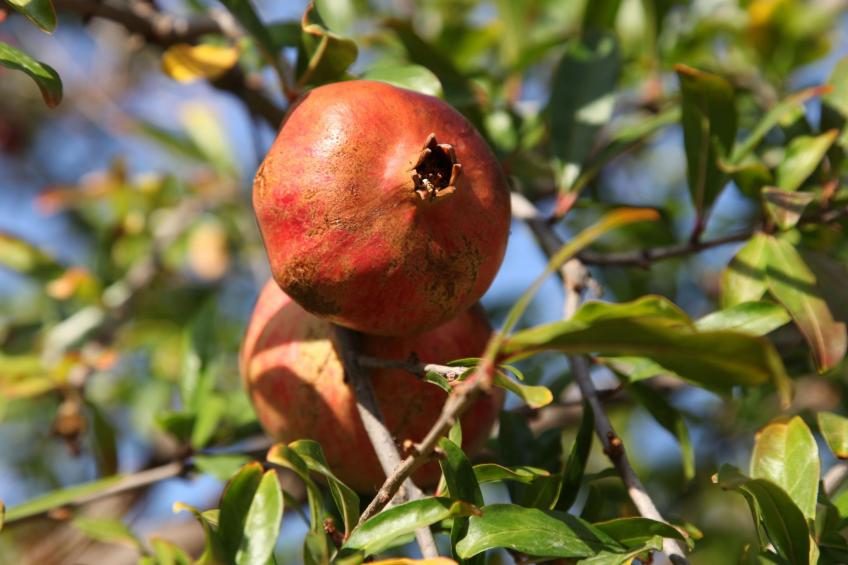 mit Privatpool für 4 Personen  + 2 Kinder ca. 92 m² in Elounda, Kreta (Ost - foto 55