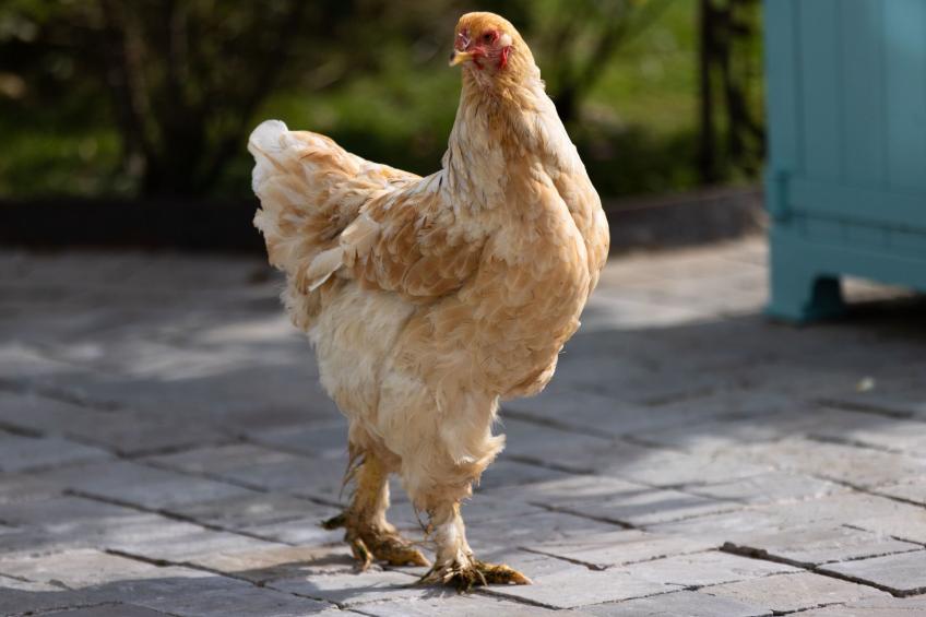 studio Montgolfières - foto 8