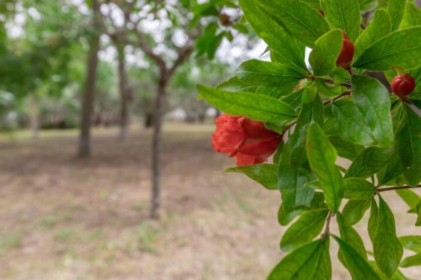 Villa Rosso Corbezzolo - foto 61