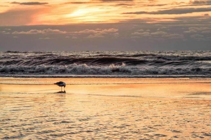 De Zilvermeeuw - foto 23