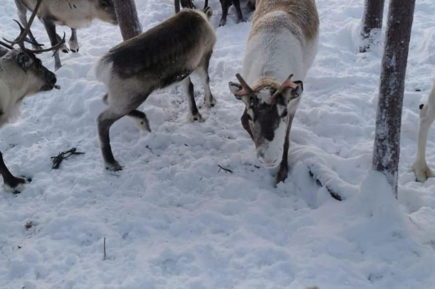 Villa Hugo - foto 33