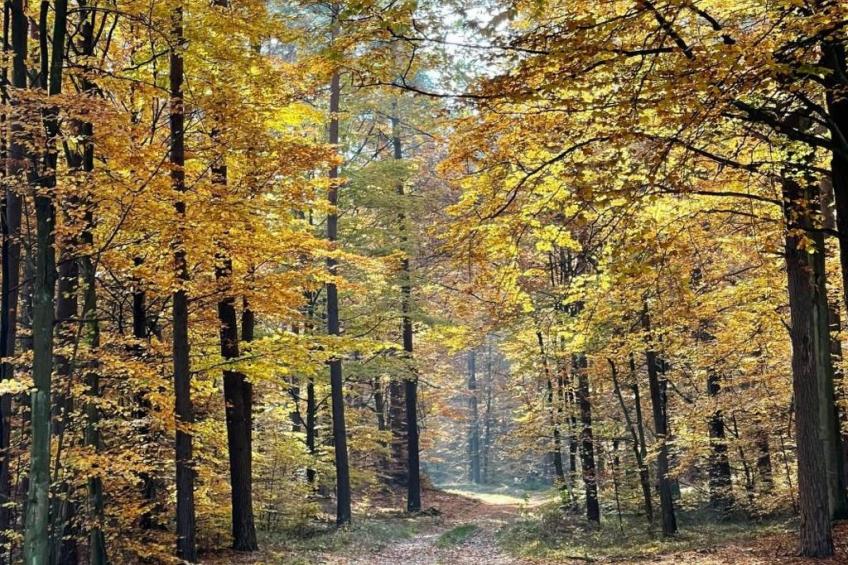 Vogelecke - abseits des Trubels und der Hektik - foto 42