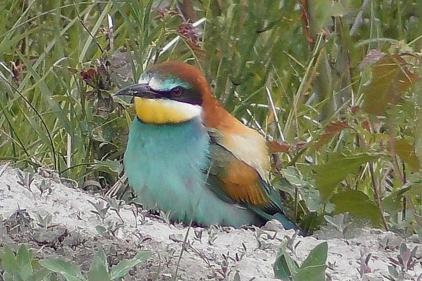 Chalet Oase - foto 27