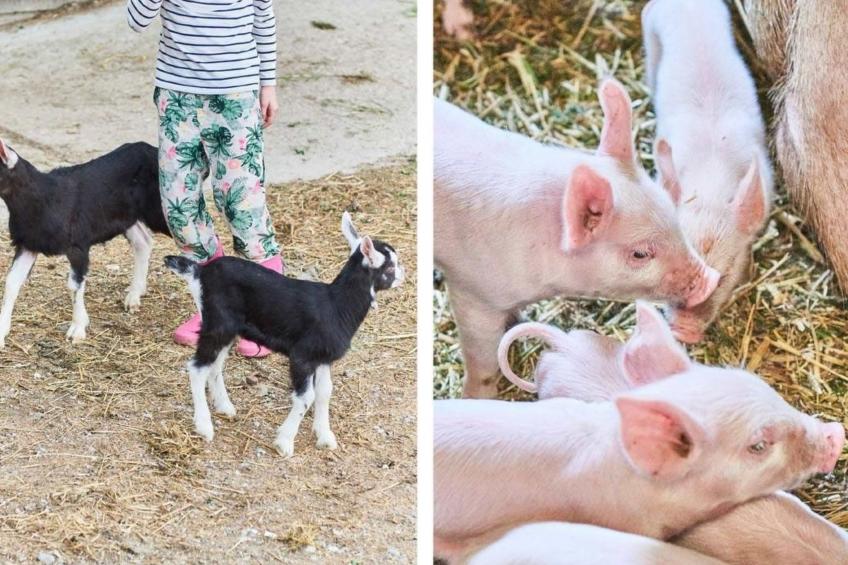 Hof Geilisguet - foto 13