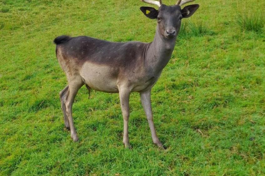 B & B auf dem Bauernhof - foto 11