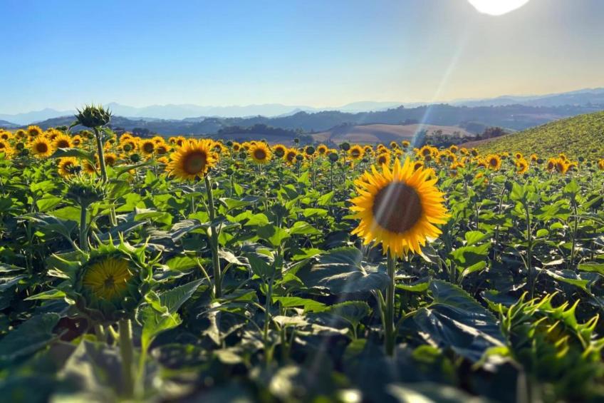 Raggio di Sole - foto 36