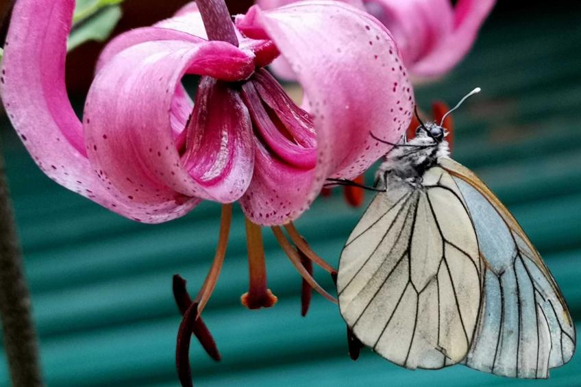 mit Sauna in Pieve Di Bono - foto 30