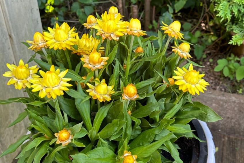 Thalassohaus - foto 17