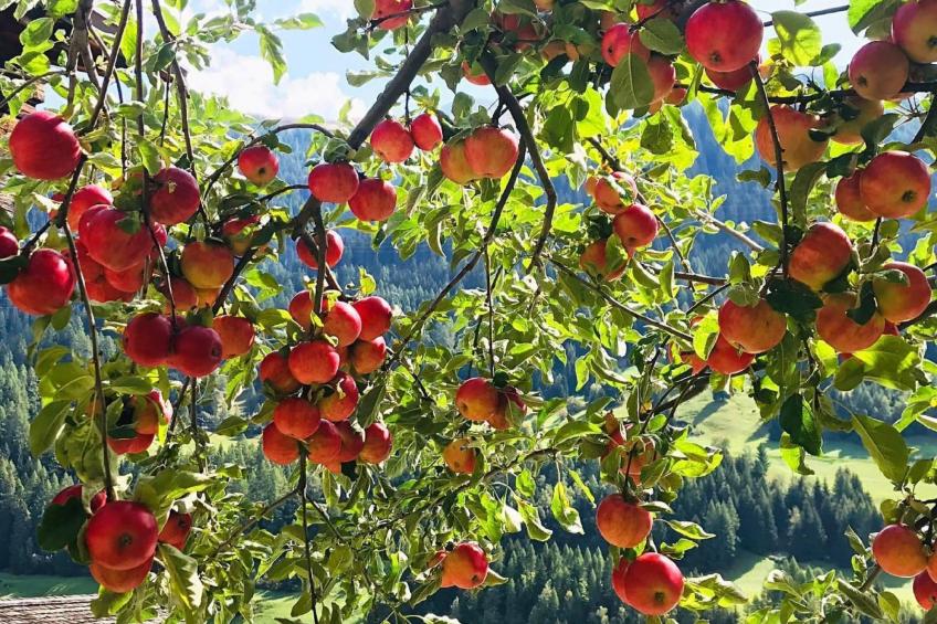 Spycher Niederwald - foto 8