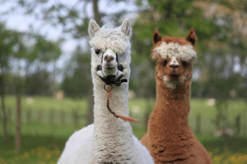 Recreatiepark Wiringherlant - foto 33